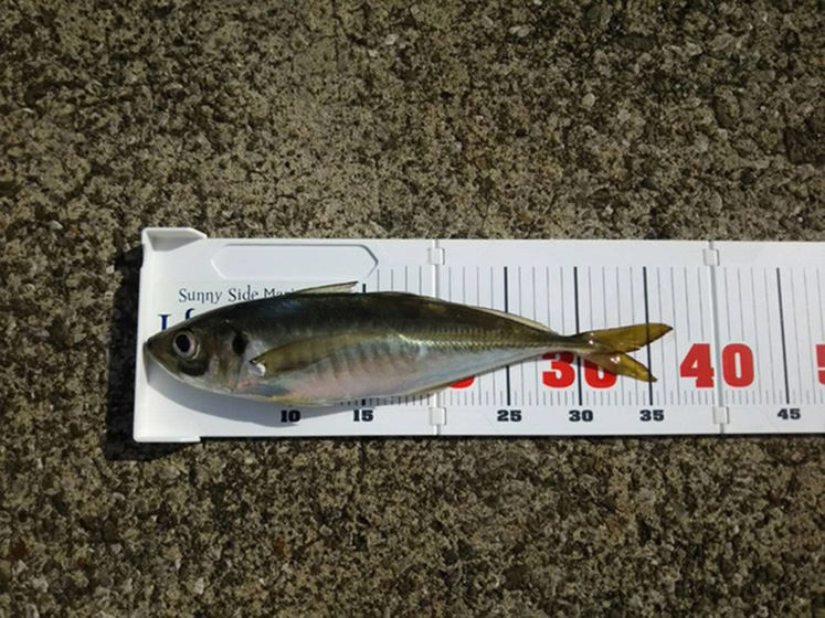 ✿マダイ・アジ✿