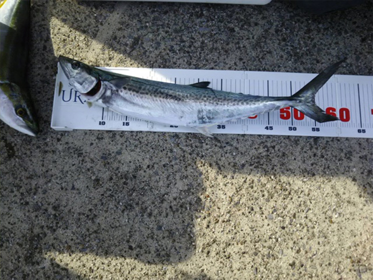 ✿サワラ・ヒラメ✿