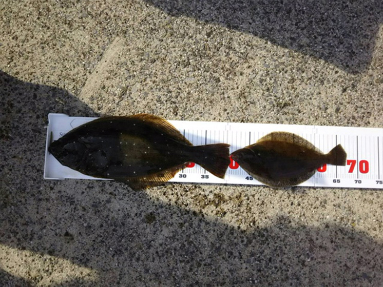 ✿サワラ・ヒラメ✿