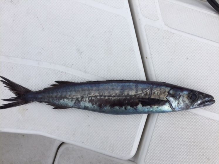 ✿クロムツ・スミヤキ✿