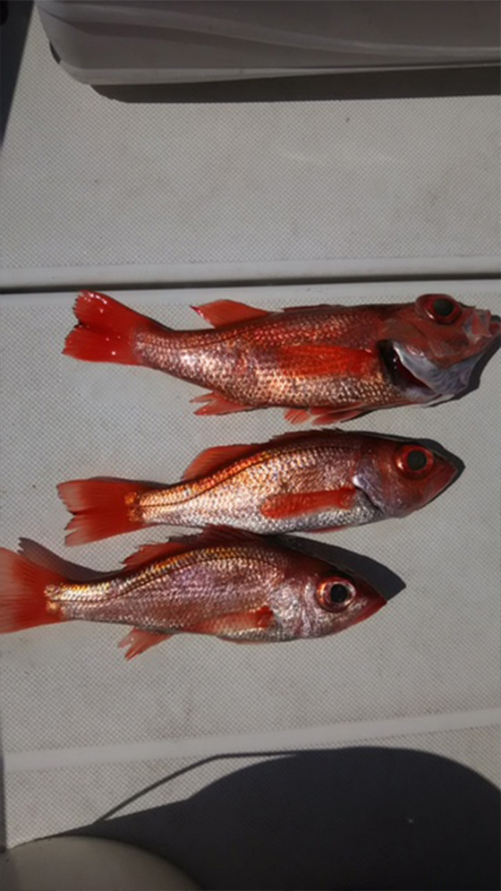 ✿アコウ・アカムツ✿