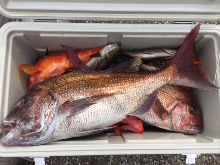 ✿マダイ・アカハタ・イサキ大漁✿