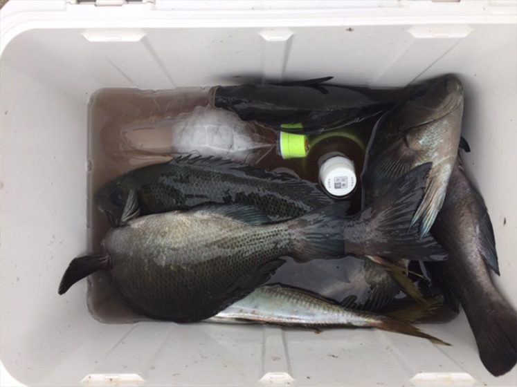 ✿マダイ・メジナ✿