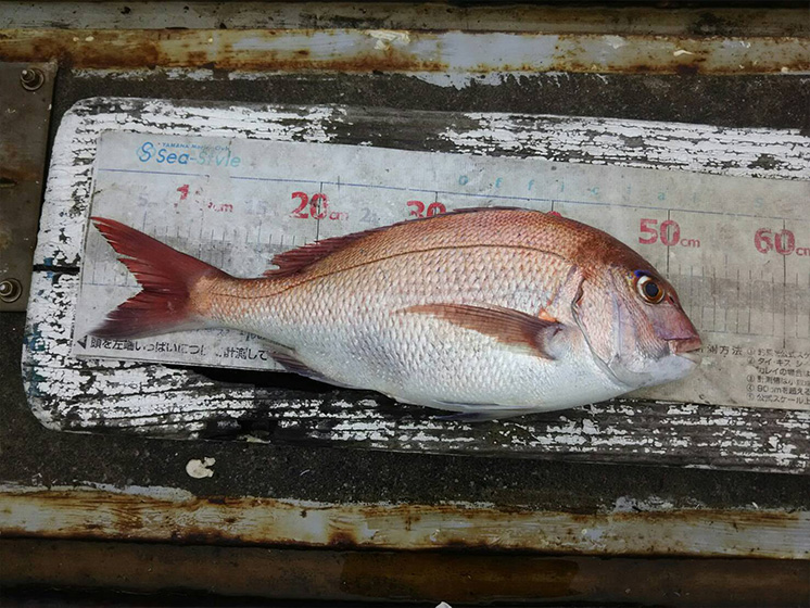 ✿マゴチ・マダイ✿