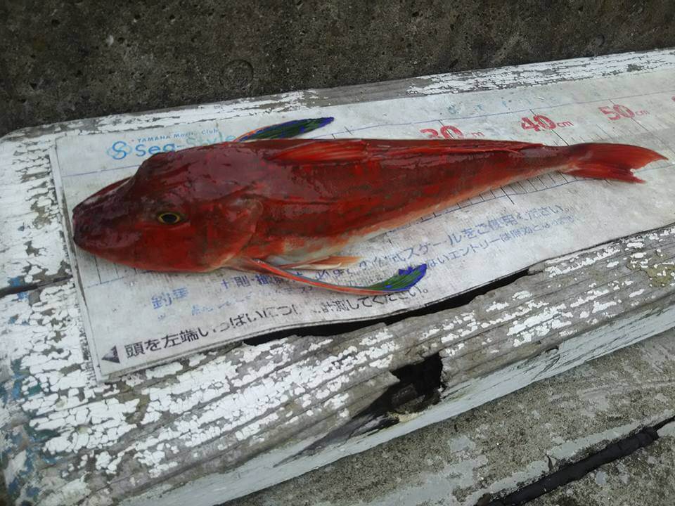 ✿アジ・ホウボウ・マダイ✿