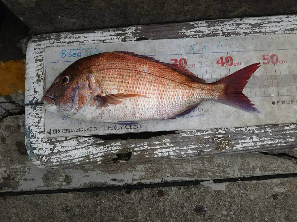 ✿アジ・ホウボウ・マダイ✿