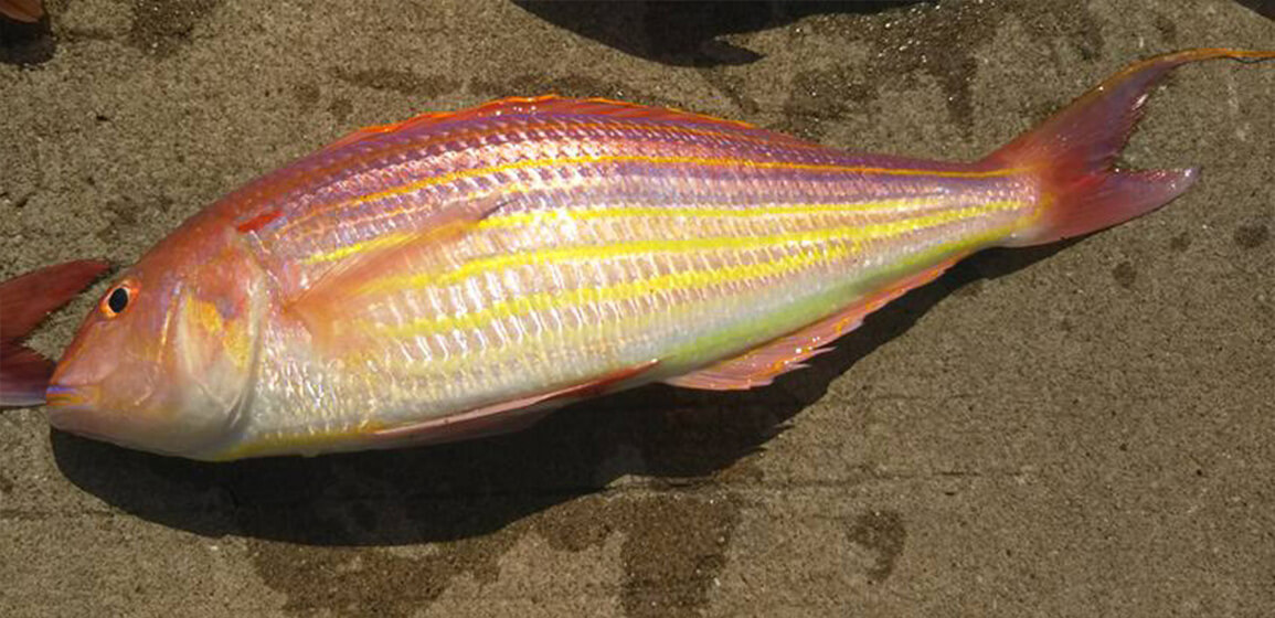 ✿マダイ・イトヨリダイ・カイワリ・マハタ✿