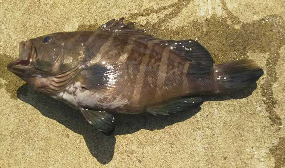 ✿マダイ・イトヨリダイ・カイワリ・マハタ✿