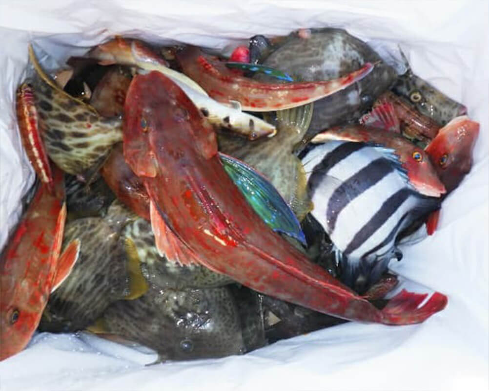 ✿タコ・マダイ・カワハギ✿