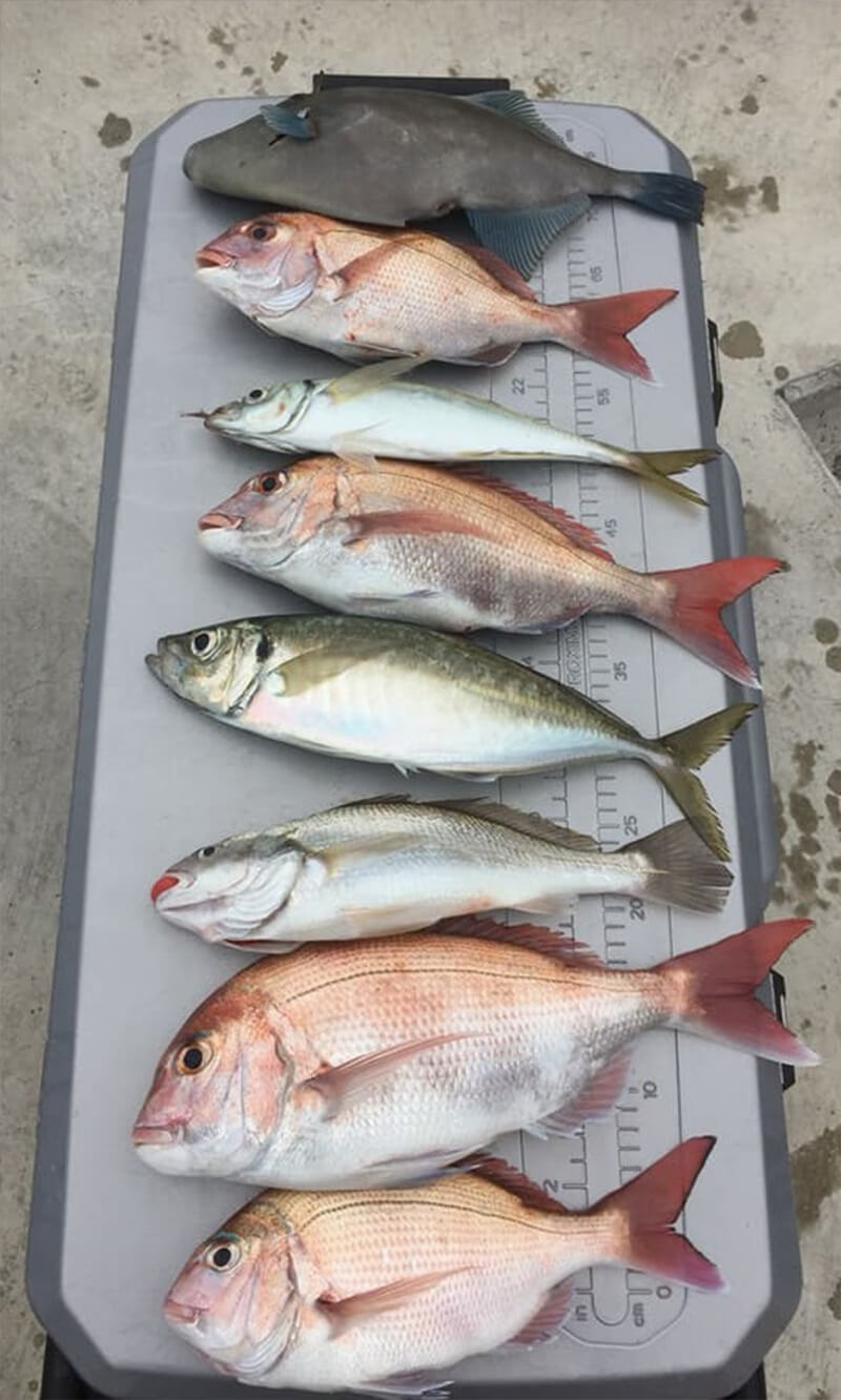 ✿タコ・マダイ・カワハギ✿