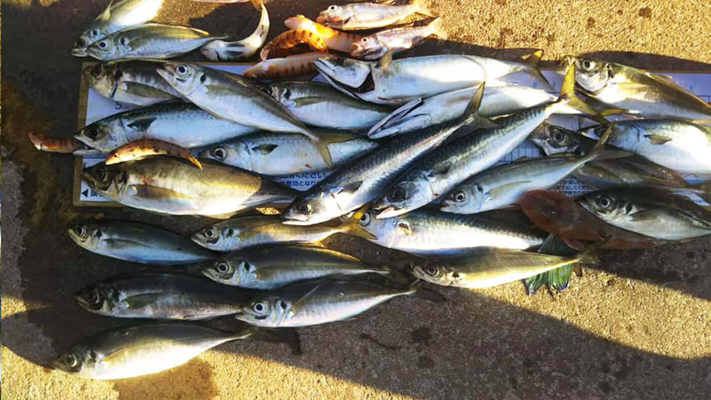 ✿アジ・サバ✿