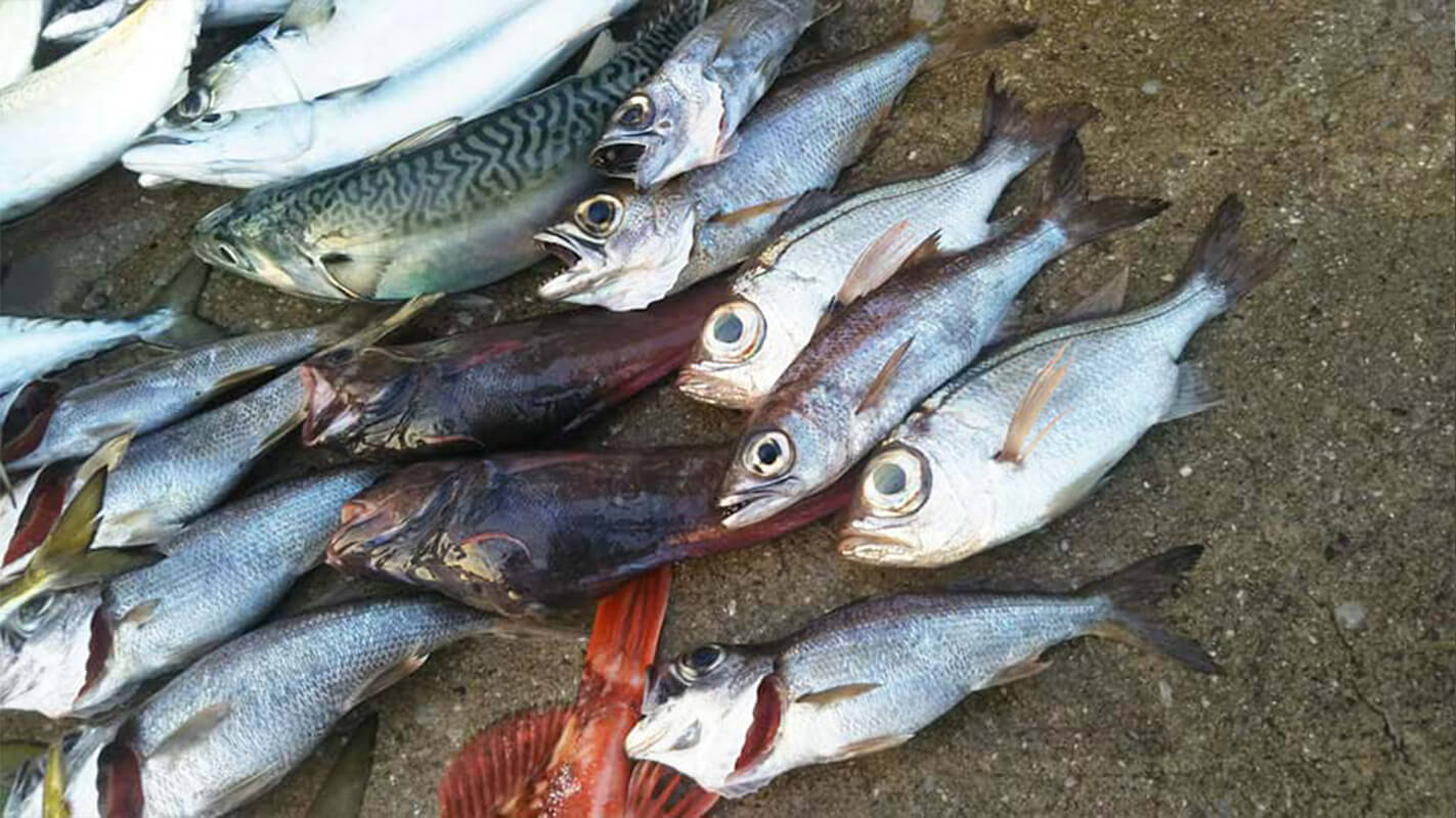 ✿タチウオ・アジ・シロムツ・カサゴ✿