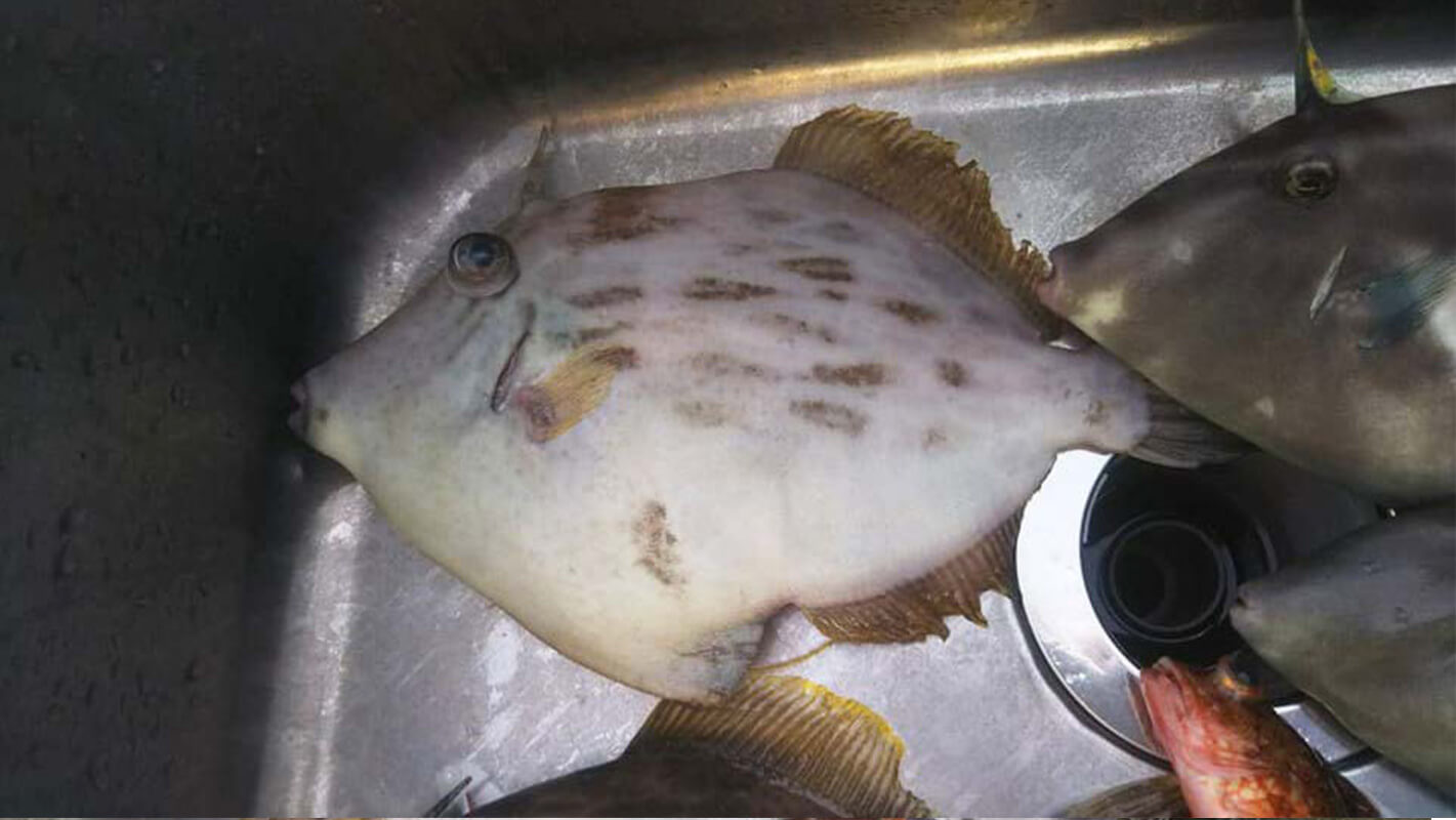 ✿カワハギ・ウミタナゴ・カサゴ・ウマヅラハギ✿