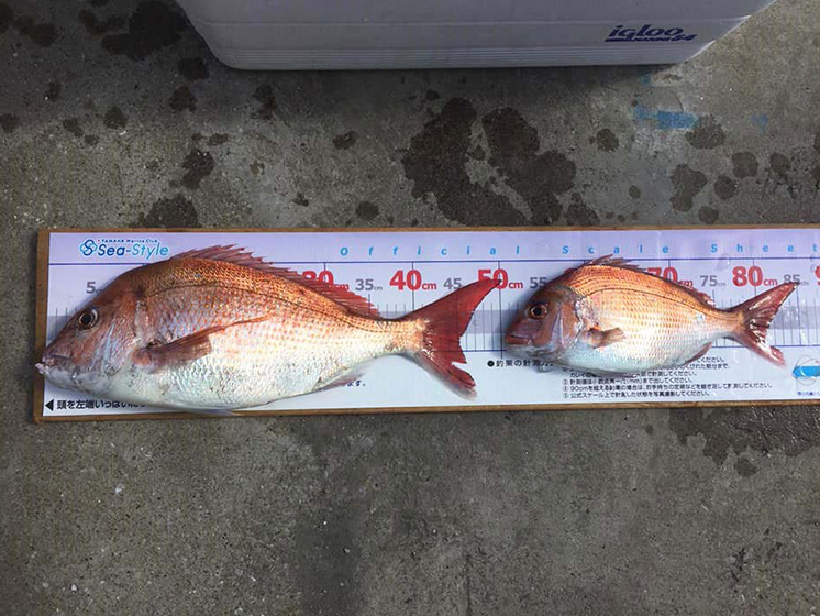 ✿トラフグ・マダイ✿