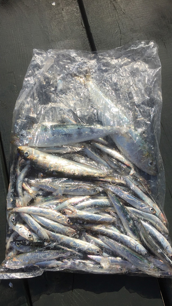 ✿マイワシ・カタクチイワシ✿