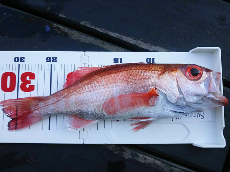 ✿アカムツ・ニベ✿