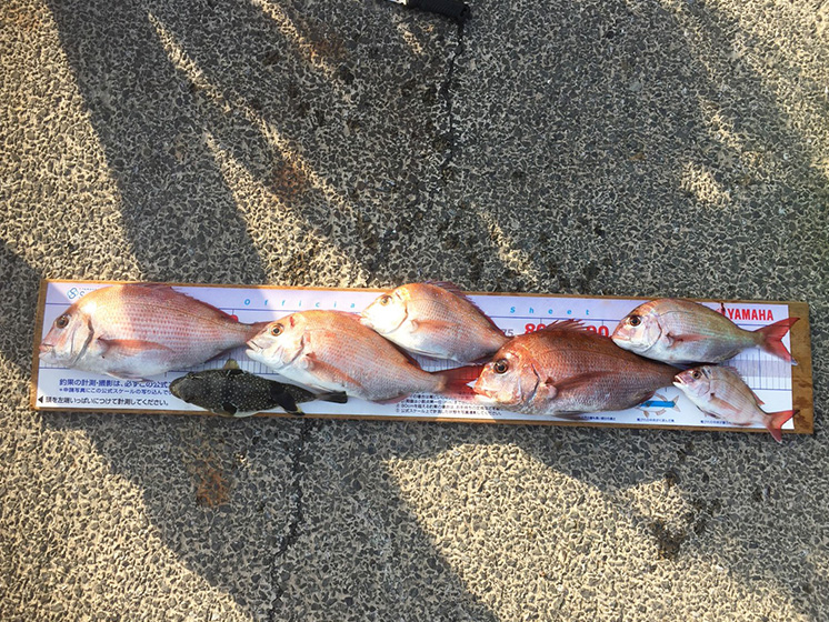 ✿サゴシ・マダイ・トラフグ✿