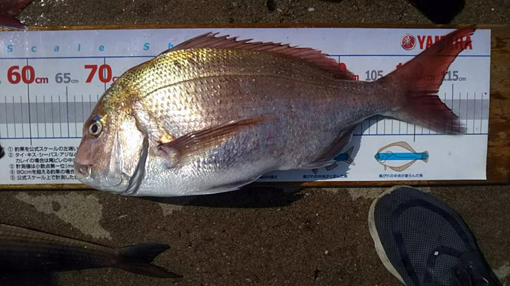 ✿ヒラメ・ワニゴチ・コチ・マダイ・サバ✿