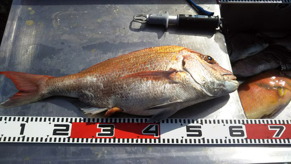 ✿マダイ・アジ・サバ・カレイ・イラ✿