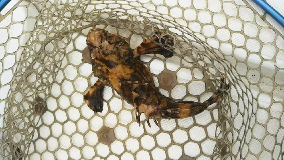 ✿アマダイ・サバ・マダイ・オニオコゼ✿