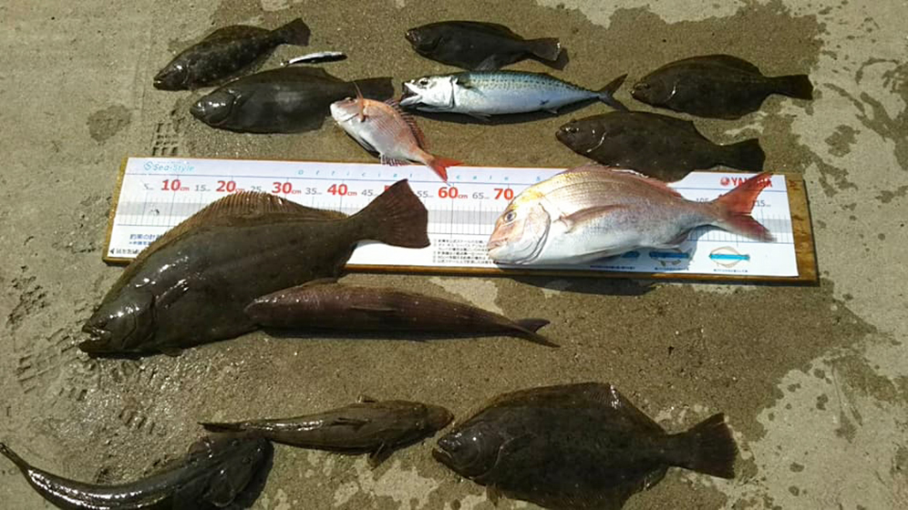 ✿ヒラメ・ワニゴチ・コチ・マダイ・サバ✿