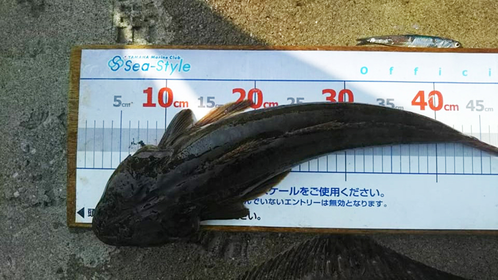 ✿ヒラメ・ワニゴチ・コチ・マダイ・サバ✿