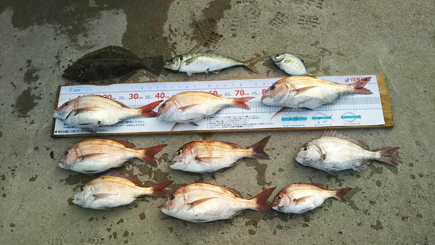 ✿アジ・マダイ・ヘダイ・カイワリ・ヒラメ✿