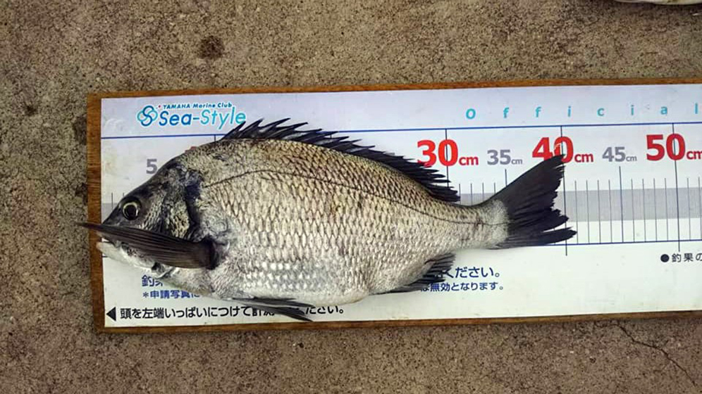 ✿マダイ・クロダイ✿