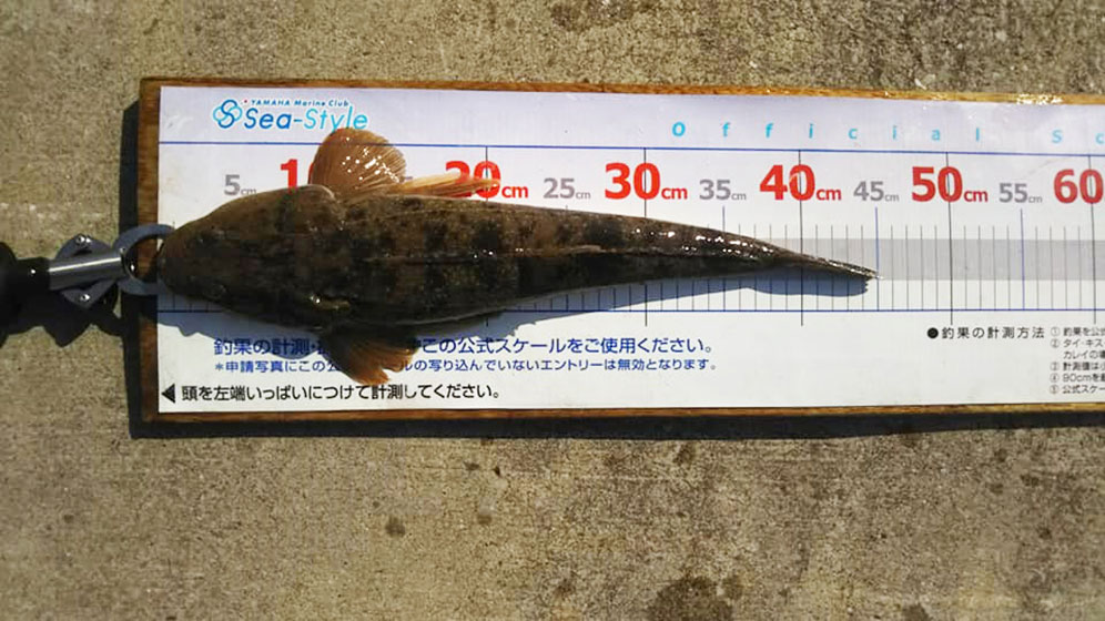 ✿マゴチ・ヒラメ✿