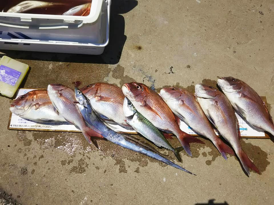 ✿マダイ・タチウオ・サバ✿