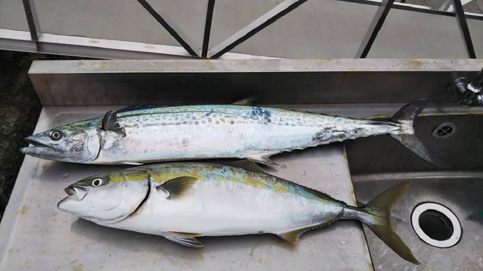 ✿サワラ・イナワラ✿