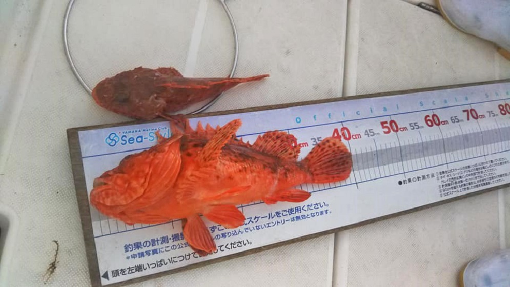 ✿オニカサゴ✿