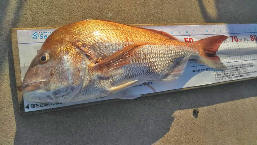 ✿マダイ・イナダ✿