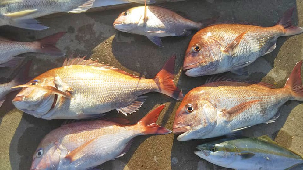 ✿マダイ・イナダ✿