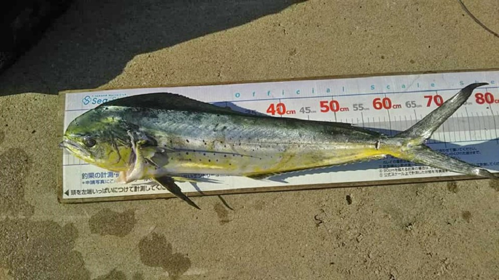 ✿アマダイ・シイラ（五目）✿