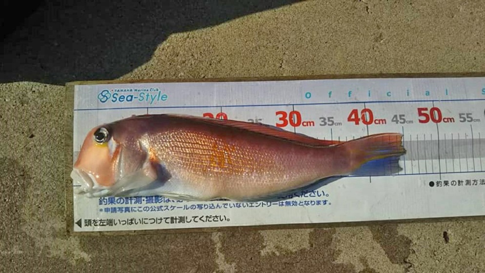 ✿アマダイ・シイラ（五目）✿