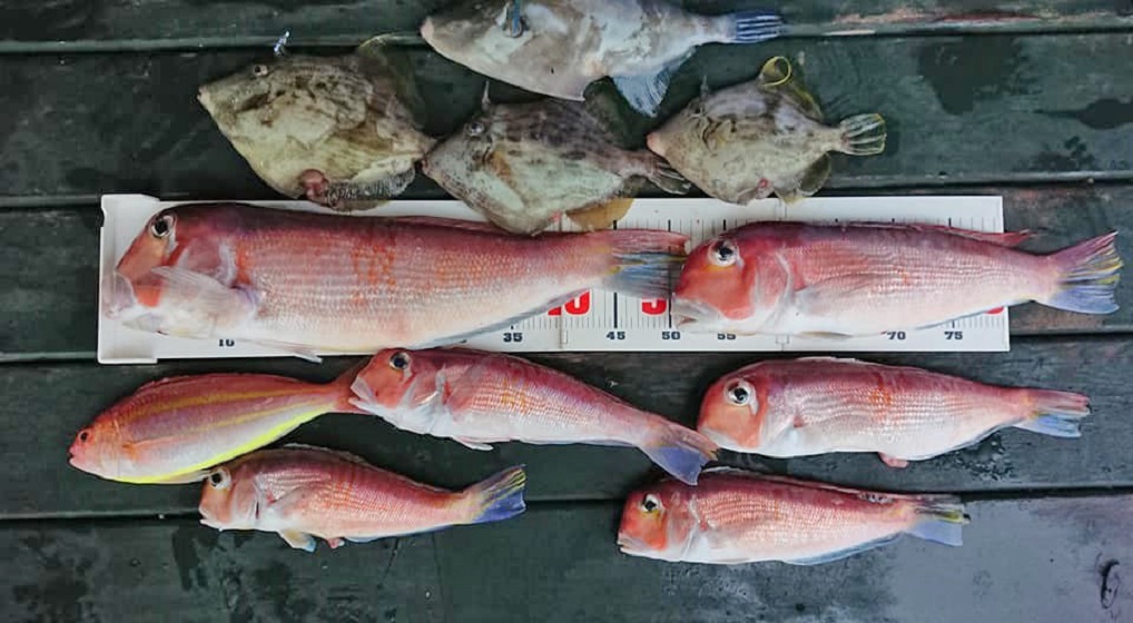 ✿アマダイ・カワハギ・ウマヅラハギ・イトヨリダイ✿