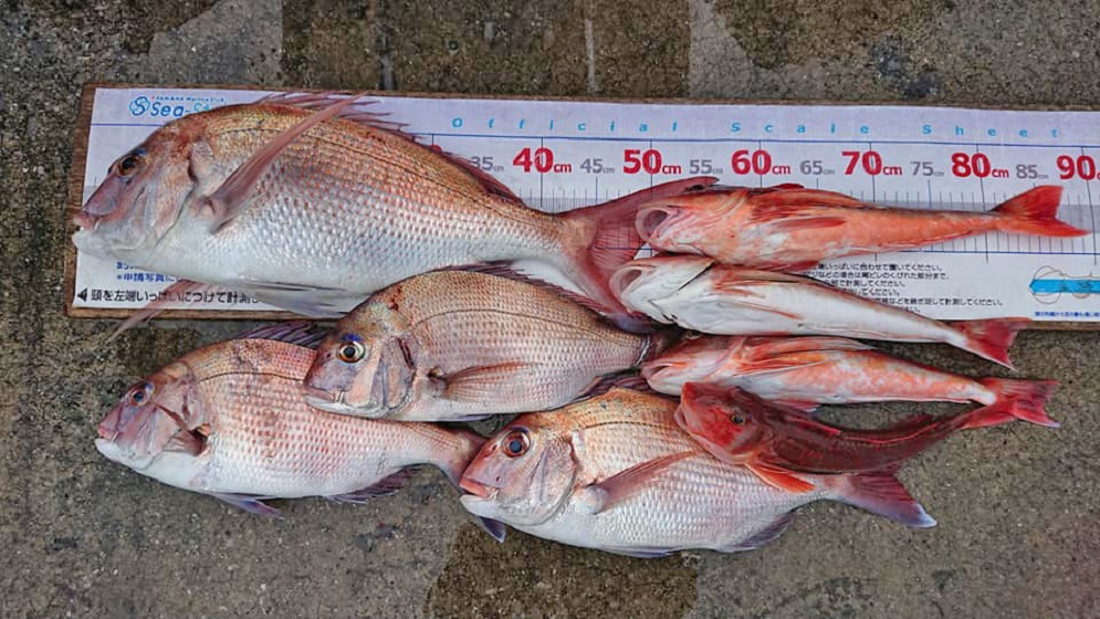 ✿マダイ・ホウボウ✿