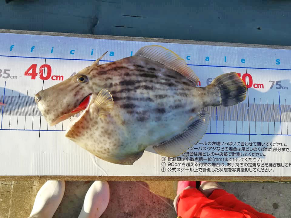 ✿カワハギ・ホウボウ✿