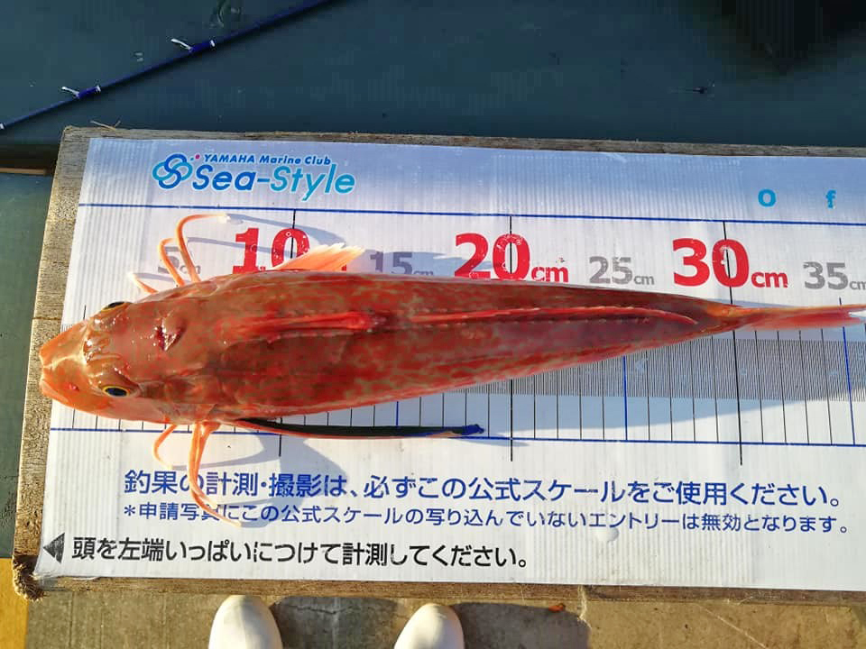 ✿カワハギ・ホウボウ✿