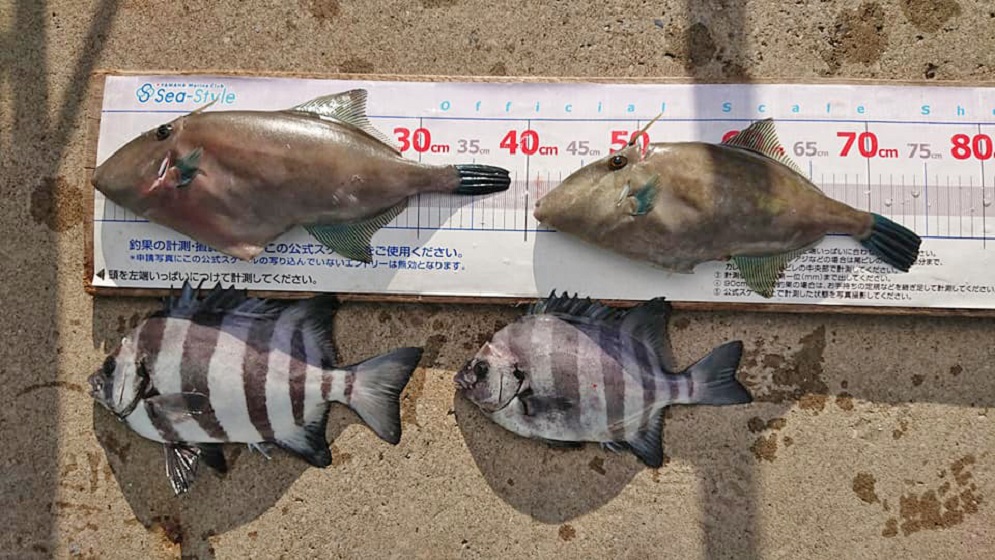 ✿イシダイ・ウマヅラハギ・カサゴ✿