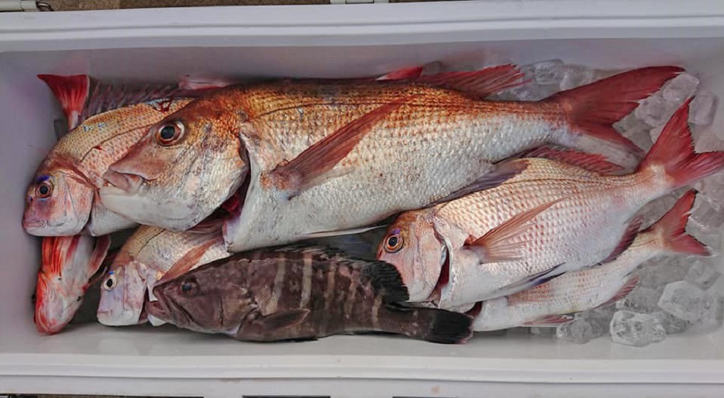 ✿マダイ・マハタ✿