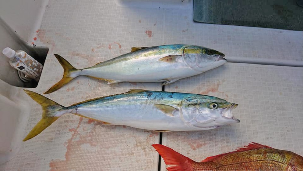 ✿ワラサ・マダイ✿