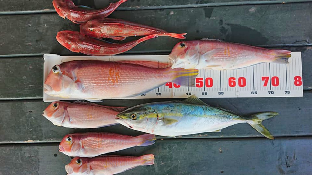 ✿アマダイ・イナダ・ホウボウ✿