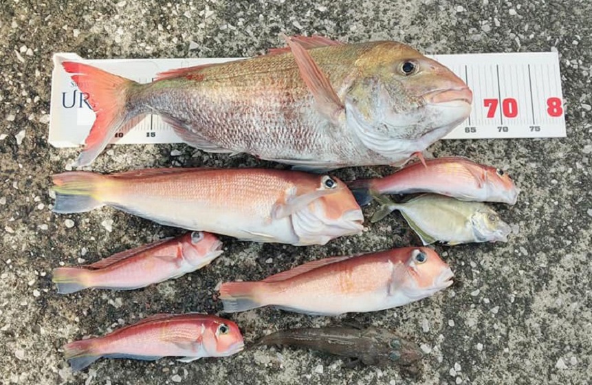 ✿マダイ・アマダイ✿