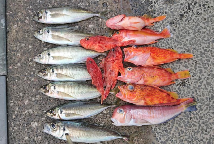 ✿ビッグ アマダイ・オニカサゴ・アヤメカサゴ・アジ✿