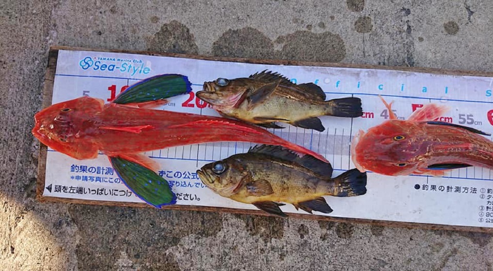 ✿ホウボウ・メバル✿