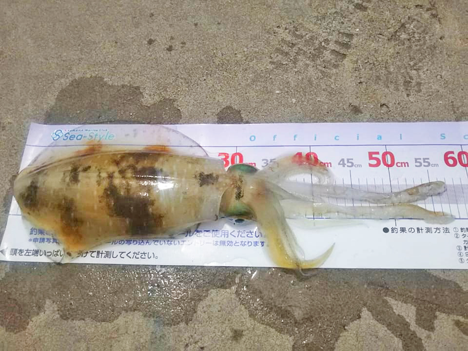 ✿アオリイカ✿