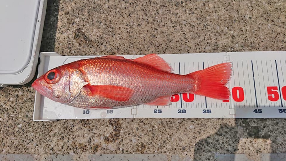 ✿アカムツ・ムツ✿