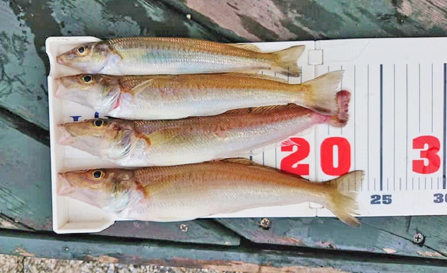 ✿キ ス・ベ ラ✿